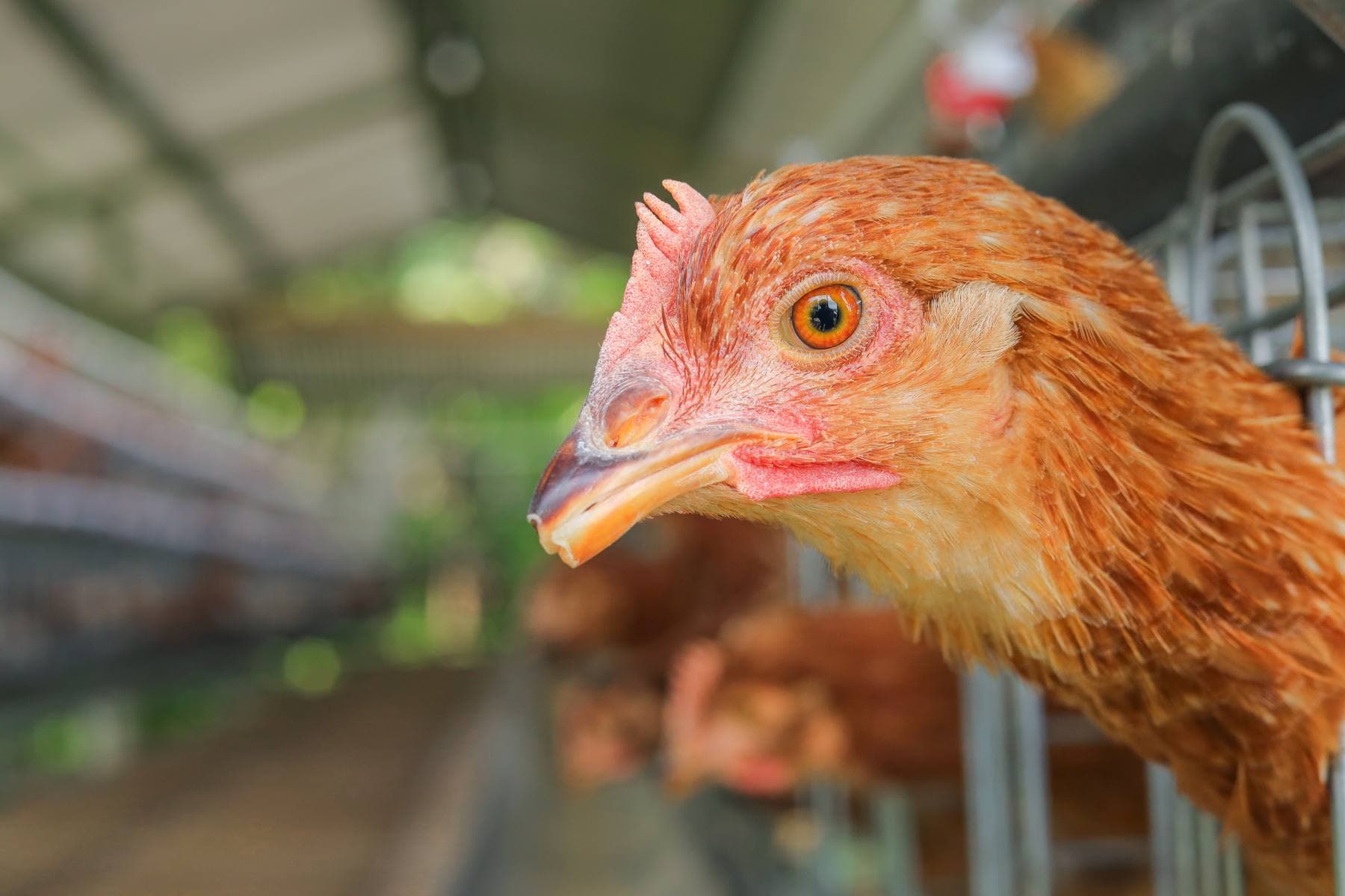 SCCF Group poultry farming support overview